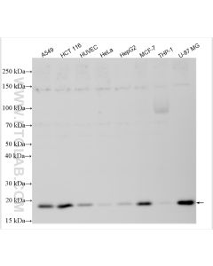 P21 Recombinant monoclonal antibody proteintech 82669-2-RR