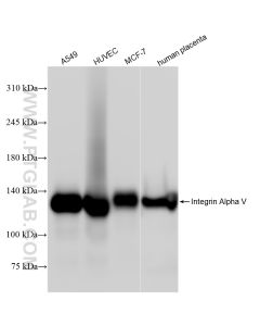 Integrin Alpha V Recombinant monoclonal antibody proteintech 84883-5-RR