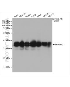 HNRNPC Recombinant monoclonal antibody proteintech 82798-3-RR