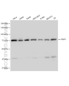 PSIP1 Recombinant monoclonal antibody proteintech 85395-1-RR