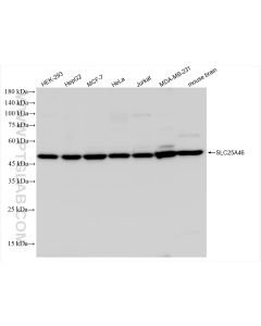 SLC25A46 Recombinant monoclonal antibody proteintech 83360-2-RR