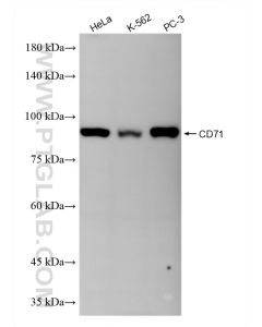 CD71 Recombinant monoclonal antibody proteintech 81793-14-RR
