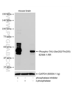 Phospho-TAU (Ser202/Thr205) Recombinant monoclonal antibody proteintech 82568-1-RR