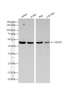 CXCR7 Recombinant monoclonal antibody proteintech 83927-1-RR