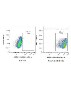 Anti-Human CCL14 Rabbit Recombinant Antibody proteintech 98554-1-RR