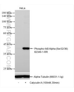 Phospho-IkB Alpha (Ser32/36) Recombinant monoclonal antibody proteintech 82349-1-RR
