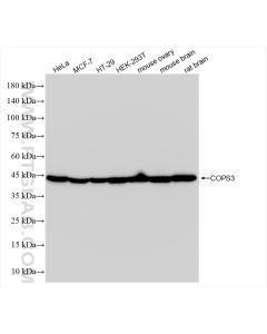 COPS3 Recombinant monoclonal antibody proteintech 83822-2-RR