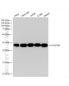 CCDC94 Recombinant monoclonal antibody proteintech 83580-1-RR