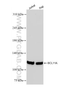 BCL11A Recombinant monoclonal antibody proteintech 84930-3-RR