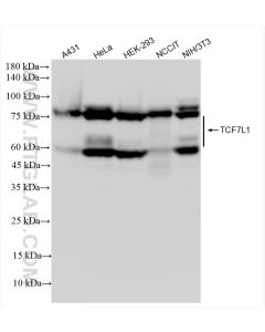 TCF7L1 Recombinant monoclonal antibody proteintech 83588-3-RR