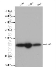 IL-18 Recombinant monoclonal antibody proteintech 82907-1-RR