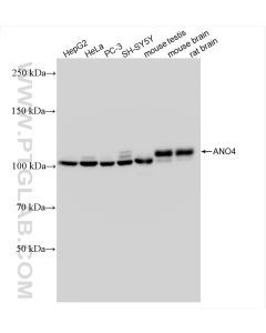 ANO4 Recombinant monoclonal antibody proteintech 82970-1-RR