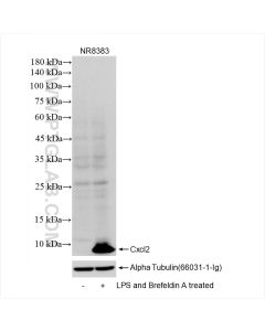 Cxcl2 Recombinant monoclonal antibody proteintech 83758-1-RR