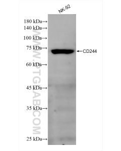 CD244 Recombinant monoclonal antibody proteintech 84086-1-RR