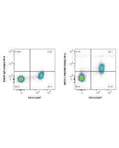 Anti-Human DR5/CD262 Rabbit Recombinant Antibody proteintech 98273-1-RR