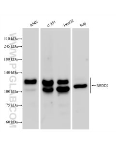 NEDD9 Recombinant monoclonal antibody proteintech 83362-2-RR