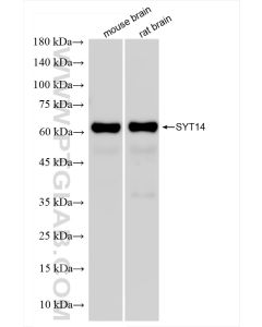 Synaptotagmin-14 Recombinant monoclonal antibody proteintech 83923-1-RR