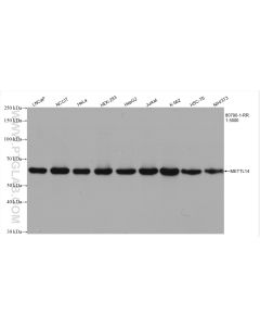 METTL14 Recombinant monoclonal antibody proteintech 80790-1-RR