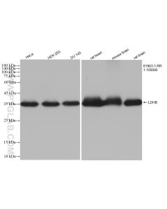 LDHB Recombinant monoclonal antibody proteintech 81963-1-RR