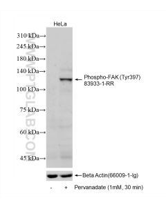 Phospho-FAK (Tyr397) Recombinant monoclonal antibody proteintech 83933-1-RR