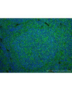 NOX2 Recombinant monoclonal antibody proteintech 82872-1-RR