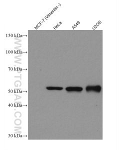 Vimentin Recombinant monoclonal antibody proteintech 80232-1-RR