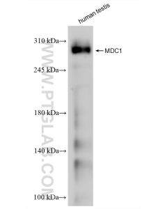 MDC1 Recombinant monoclonal antibody proteintech 83496-1-RR