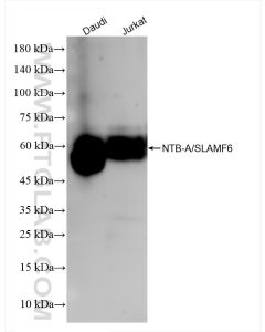 NTB-A/SLAMF6 Recombinant monoclonal antibody proteintech 84211-4-RR