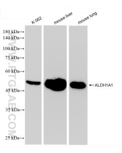 ALDH1A1 Recombinant monoclonal antibody proteintech 83830-2-RR