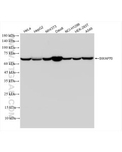 SWAP70 Recombinant monoclonal antibody proteintech 83646-6-RR