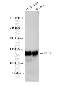 TYRO3 Recombinant monoclonal antibody proteintech 84929-6-RR