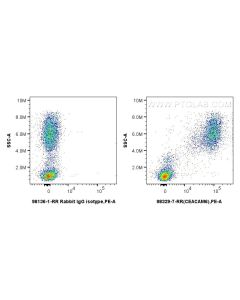 Anti-Human CEACAM6/CD66c Rabbit Recombinant Antibody proteintech 98329-7-RR