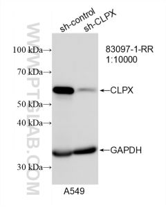 CLPX Recombinant monoclonal antibody proteintech 83097-1-RR