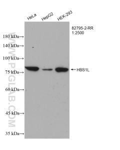 HBS1L Recombinant monoclonal antibody proteintech 82795-2-RR