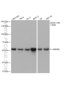 HNRNPL Recombinant monoclonal antibody proteintech 82259-1-RR