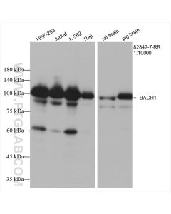BACH1 Recombinant monoclonal antibody proteintech 82842-7-RR