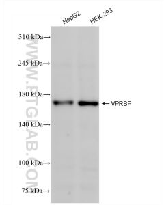 VPRBP Recombinant monoclonal antibody proteintech 83901-5-RR