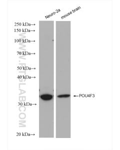 POU4F3 Recombinant monoclonal antibody proteintech 82980-1-RR