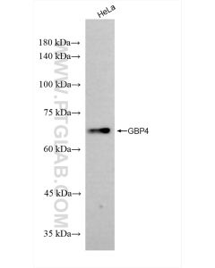 GBP4 Recombinant monoclonal antibody proteintech 83699-4-RR