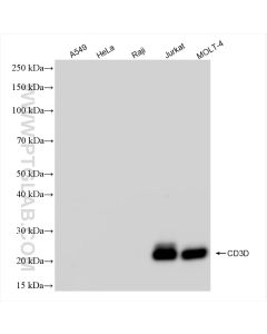 CD3 Delta Recombinant monoclonal antibody proteintech 84214-4-RR