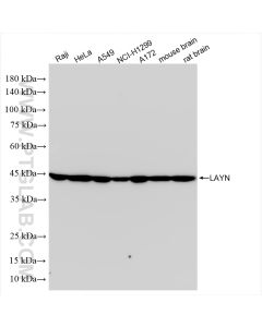 LAYN Recombinant monoclonal antibody proteintech 85900-1-RR