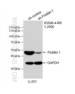Flotillin 1 Recombinant monoclonal antibody proteintech 83598-4-RR