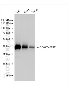 CD40 Recombinant monoclonal antibody proteintech 84406-1-RR