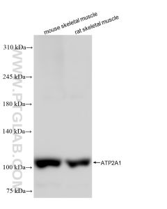 ATP2A1 Recombinant monoclonal antibody proteintech 84213-5-RR