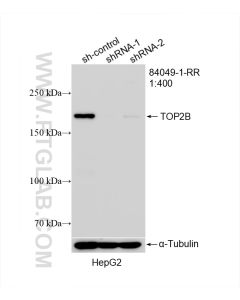 TOP2B Recombinant monoclonal antibody proteintech 84049-1-RR