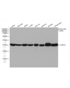 GAPDH Recombinant monoclonal antibody proteintech 81640-5-RR