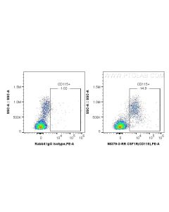 Anti-Human CSF1R/CD115 Rabbit Recombinant Antibody proteintech 98379-3-RR