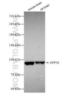 DPP10 Recombinant monoclonal antibody proteintech 84127-2-RR