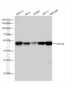 PDCD4 Recombinant monoclonal antibody proteintech 84162-3-RR