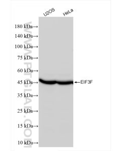 EIF3F Recombinant monoclonal antibody proteintech 84131-2-RR
